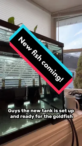 The tank is ready and cycled (I had filters cycling for weeks ahead of time in my basement). I still have to put a light above the tank and get sand for it, but I will get on that later. #fish #goldfish #newfish #aquarium 
