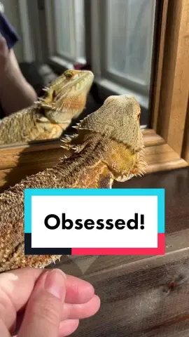 Im so obsessed. She knows it too. Look how gorgeous she is!  Who are you obessed with?   . . . . . #Animals #beardeddragon #beardeddragonbreeder #beardeddragonlife #beardeddragonlove #beardeddragonlover #beardeddragonofinstagram #beardeddragonoftheday #beardeddragons #beardeddragonsofig #beardeddragonsofinsta #beardeddragonsofinstagram #beardie #beardielove #beardiesofig #beardiesofinstagram #cute #dragon #exoticpets #lizard #lizards #lizardsofinstagram #Love #nature #pet #pets #petsofinstagram #pogonavitticeps #reptilelove #reptiles 