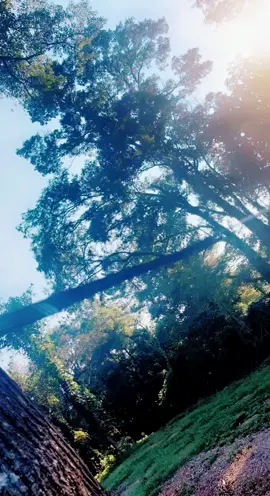 #fypシ゚viral #trending #fypシ゚viral #fypシ゚viral🖤tiktok☆♡🦋myvideo #blowthisup 