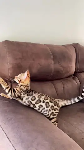 #happycat #bengal #bengalcat #gato #gatobengali #spain #españa #madrid #бенгальскаякошка #бенгал #adorable #baby #babycat #gatito #tiger #tigre #sunday 