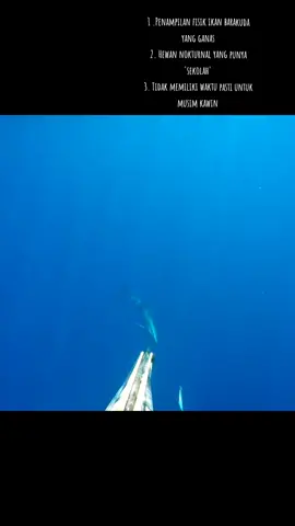 3 fakta menarik ikan Barakuda !!!  #CapCut #fyp #fypシ #spearfishing 