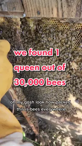 can you help us find the queen? 🐝 #beetok #bees #nature #wildlife #animals #bugs #insects #savethebees #stung 