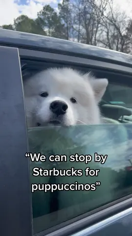 count me in👍 #puppuccino #starbuckswithmydog 