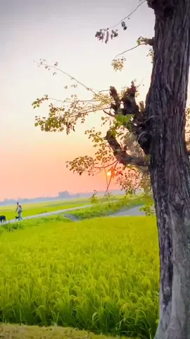 গ্রামের আঁকা বাকা রাস্তা।🇧🇩🌸💚 #bangladesh #fly #natural #foryou #bengoli #kolkata #dubai #comilla #saudi #pakistan #saudiarabia #dhaka #saudiarabia #dammam #london #uk 