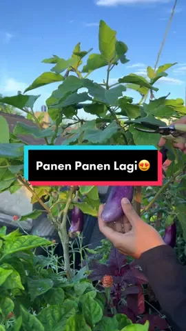 Panen panen lagi😍🍆🌶️ #berkebun #berkebundirumahaja #harvest #panensayur #viral #fyp #fypシ #kebunorganik 