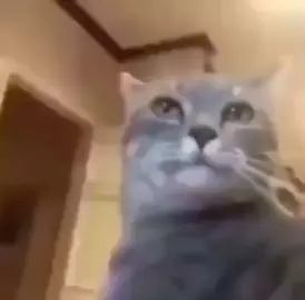 si alguna de estas imágenes te es conocida, despierta #gato #despierta 