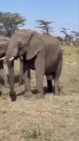 After 640 days of gestation period, finally the joyous moments arrives! When elephant gives birth the entire family unit circles around a female giving birth, protecting her from all sides. Mothers will consume the afterbirth to avoid detection by predators.