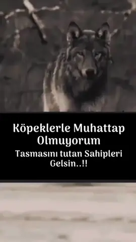 🇹🇷🦅🦅🦅🐺🐺🐺🇹🇷
