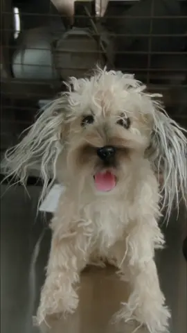 The life of a lifelike dog#foryou #fyp #handmade #petlover #dog #dogsoftiktok 