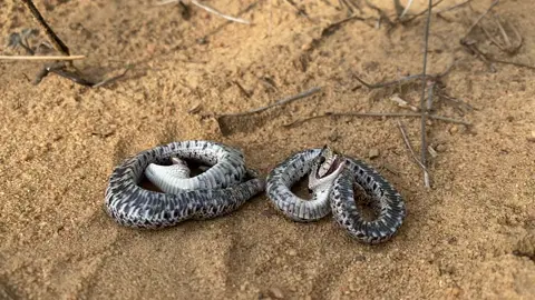 Two southern hognoses playing dead. One is snapping out of it to continue on with its journey. 🐍 #heterodon #simus #southernhognose #hognose #snake #snakesoftiktok #snakes #cruising #georgia #georgiawildlife #wild #wildlife #nature #animal #herp #herping #herpingtiktok #playingdead #cute 