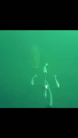 Focus on attracting. #underwater #fishing #Outdoors #lure 