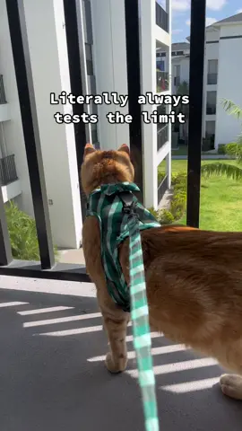 he definitely keeps me on my toes #screammovie #orangecattok #catsoftiktok #orangecatsoftiktok #cattok #orangecats #orangecat #orangecatsarethebest #orangetabbycat #macaronithecat 