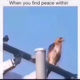 When you find peace within. #peace #peaceful #innerpeace #unflappable #apexpredator #phoenix #riselikeaphoenix #fyp #foryou 