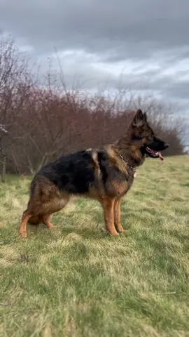 Mackiert euren Lieblings Tiktok Schäferhund! Mein Lieblings schäferhund auf Tiktok ist @Ava & Talia #dog #hund #shepherd #schäferhund #gsd #langhaarschäferhund #langstockhaar #dsh #deutscherschäferhund #germanshepherd #bellen #showlinegsd #showlinegermanshepherd 
