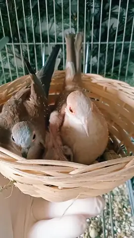 Primo nato della stagione di Tortora Diamantina. #lavolieradilorenzo #tortora #tortoradiamantina #diamantina #dove #diamond #diamonddove #diamonddoves #diamonddovebaby #diamantduiven #breedingseason #diamonddovesaştır #breeding #breedinddove #nature #natura #allevare #allevareconpassione #allevareproteggere 