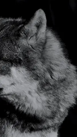 Wolf “🖤”… design gg.king.account #wolf #ggkingaccount 