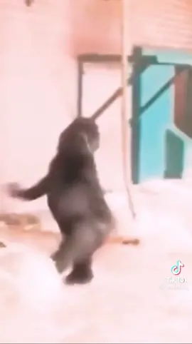 Hahaha #gorillaspin #viralvideo #fyp #spinning #goodvibes #challengeaccepted #justforfun #gorilla #happydance #tiktok #fypシ゚viral #viral #funny #comedyvideo #tiktokph 