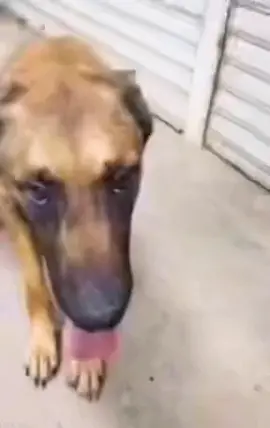 You stinky goose #Dog #Memes 
