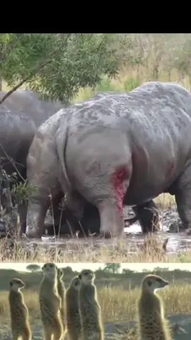 2 rhinos fighting#wildanimals #fyp #animalworld