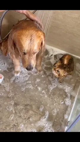 Bath time #dog #cute #dogsoftiktok #dogcareroutine #goldenretriever #pet #fyp 
