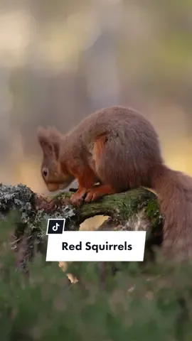 I could watch them all day. Had an amazing 2 days with the red squirrels in Scotland. Even enough time to get some video. #redsquirrel #wildlife 