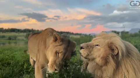 Had a bad day?  Need some calm & nature in your life?  Sit back & watch this .. it’s like a 1 minute watercolour moving painting of beautiful African skies, scenery & lions Ariel & Shalom living in peace at our non profit lion sanctuary 💗  You’re welcome 😉
