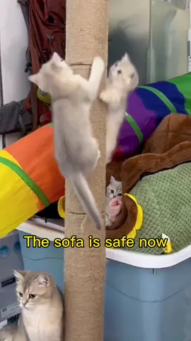 Protect my sofa…#pet #cat #catsoftiktok #funny #cute #uk #foryou