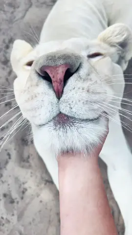 Chin scratches for Vati ❤️ #NOTpets #whitelion #lion #lions #bigcat #bigcats #cat #cats #Love #beautiful #chinscratches #amazing #cute #fl #florida #fyp 