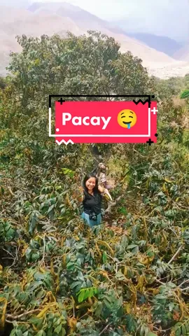 Hoy estuvimos cosechando pacay en Cata - Coayllo 🤗🇵🇪 #coayllo #cata #pacay #sepierdetodalasemana 