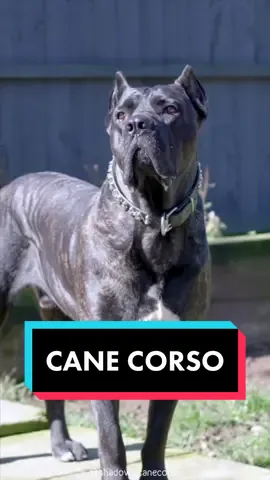 Cane Corso 🐶 One Of The Biggest Dog Breeds In The World #canecorso #canecorsopuppy #canecorsoforlife #canecorsolovers #canecorsolove 