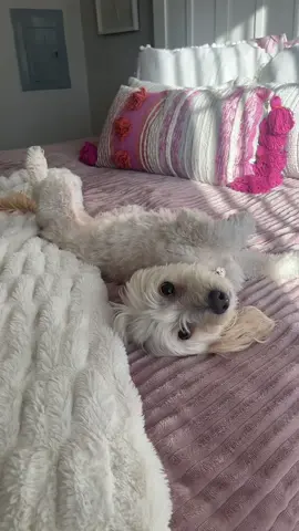 😊😊 he is a human duh #fyp #dogsoftiktok #maltese #maltipoosoftiktok #maltipoo 