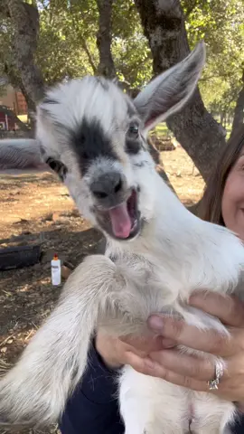 “Mom, no more pictures!” “Okay, fine. One more 🙄” My phone is filled with random baby goat videos. I can’t get enough of these cuties. . . . . . . #goats #goat #babygoat #babygoats #babygoatsoftiktok #babygoatsarethebest #babygoatfun #babygoatlife #cute #cutegoats #cutebabygoats #cuteanimals #animalvideos #babyanimals #raisinggoats #funny #fyp #foryou #foryoupage #viral #viralvideos #pennvalley #northerncalifornia #nevadacounty 