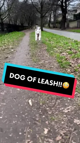 How is your recall?? #DogTraining #puppytiktok #dogs #fyp #foryou #dogsoftiktok #husky #dogsofinstagram 