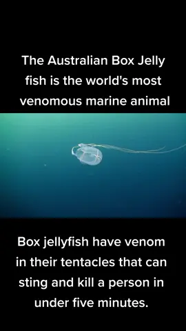 #boxjellyfish #straya #australia #nightmarefuel #fyp #foryou #mostvenomous 