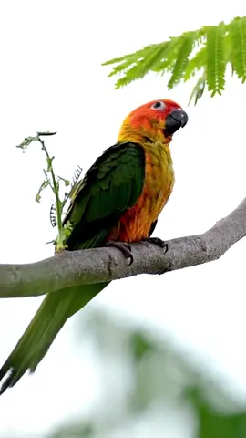Mengapa Burung Beo Bisa Cerdas?  #burung #burungbeo #burungkicau #fyp #fy #viral #vidiotiktok #viral #viralvidiotiktok
