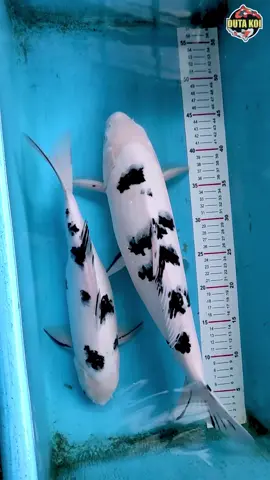 WOW !! Shiro Bekko Jawara Best In Size #ikankoi #koiblitar #koishow