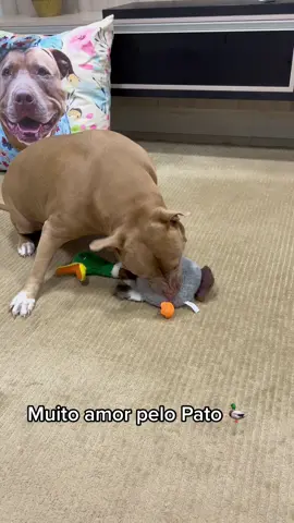 😂😂😂 #foryou#fy#AnimaisNoTikTok#dog#humor#meme#memes#foryoupage#comedia#challenge#pitbull#fyy#viral#video#videoviral#viraltiktok 