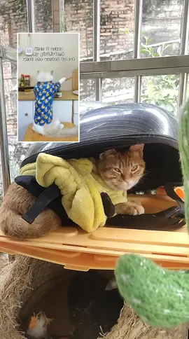#duet with @thatlittlepuff orange bebecat : Honey what do you want for dinner? #thatlittlepuff #catsoftiktok #couplecounsling  #nigelning #nitobemanei#新渡戸まねい 