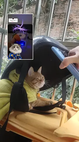 #duet with @thatlittlepuff orange bebecat :  Puff is an artist… in scam 😂😂😂 #thatlittlepuff #catsoftiktok #k18results #nigelning #nitobemanei#新渡戸まねい 