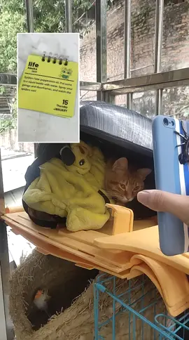 #duet with @thatlittlepuff orange bebecat :I bet you all don’t know about this book 😉😉😉 #thatlittlepuff #catsoftiktok #nigelning #nitobemanei#新渡戸まねい 