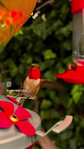 Mr. Allen enjoying the spin ride on a breezy day 💨✨🧡  #hummingbirds #nature  . Share this video with friends and family to spread the joy of hummingbirds ✨ . . #hummingbirdlover #birdlover #birds #naturelover #Outdoors #birdwatching #gardenbirds #featherperfection #instabirds #wildlife #hummingbirdfeeder #backyardbirds #birdsinflight #hummingbird  #hummingbirdsoftiktok #asmr #foryou #vibes #WeekendVibes #hummerbirds #viral #fyp #foryoupage #reels #birdreels #naturereels #reels__tiktok #reelsviral #humpday #wednesday 