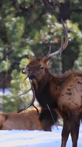 Has anyone ever seen a deer like this? #bullelk #elk #antler #antlers #antlershed #photography #wildlife #wildlifephotography #colorado #rockymountains #canon #fyp #fypシ #fypage 