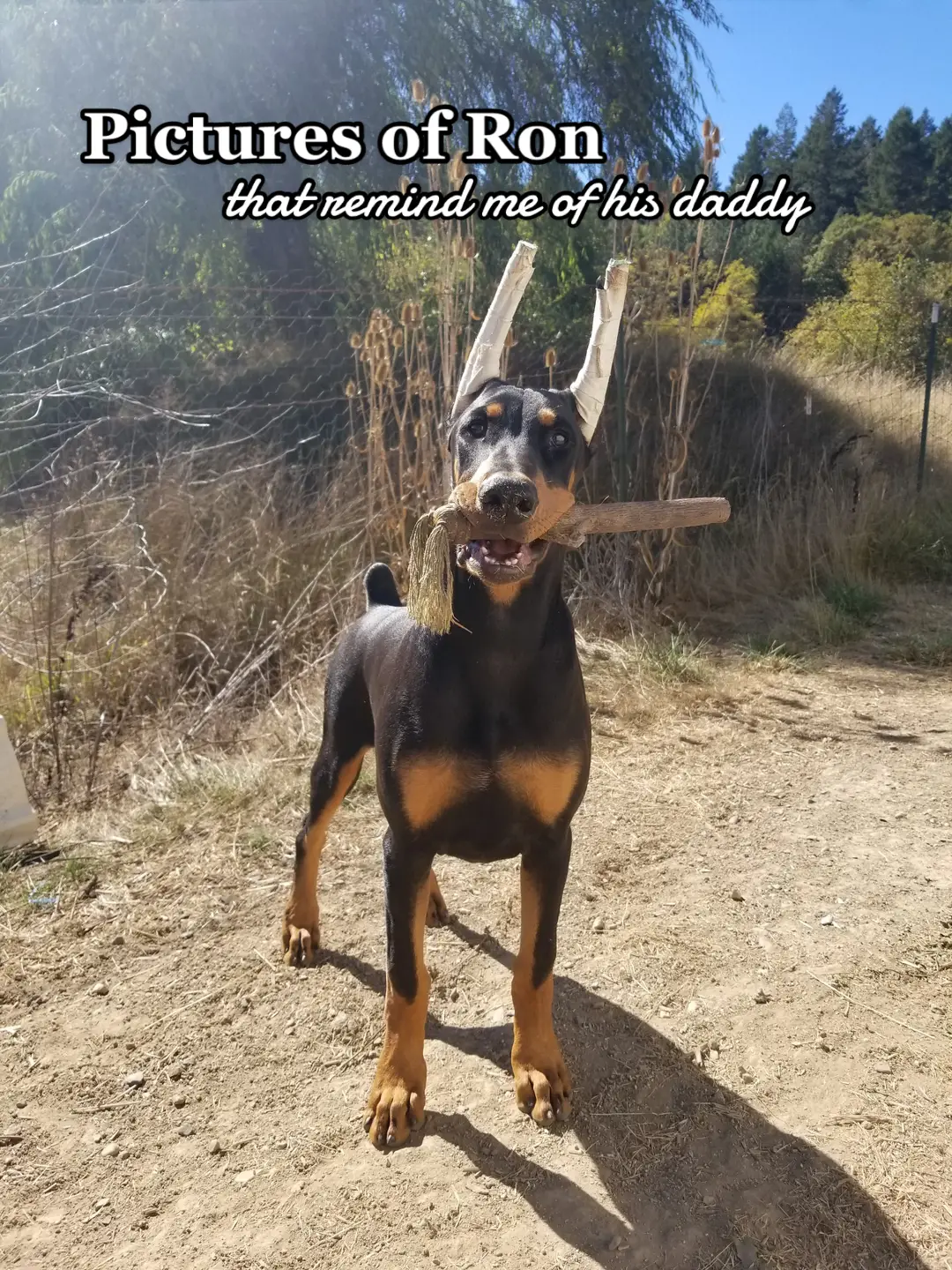Sometimes I catch tiny glimpses of Rock and it makes me smile 🥺 #dobermanpuppy #responsiblybred #dobermanpinscher #croppedandloved #dogmom 