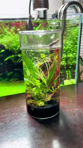 Super simple nano aquascape with leftover plant trimmings #aquascape #plantedtank #aquarium #tiktok #fyp #plantsoftiktok #plants #garden #aquariumhobby #oase #PlantTok 