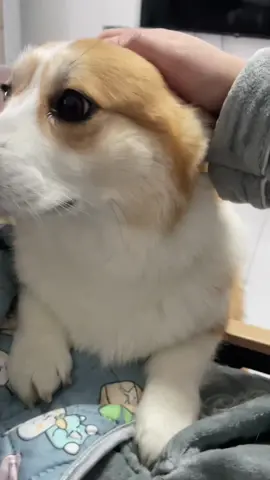 #corgi #corgipuppy #coegisoftiktok 