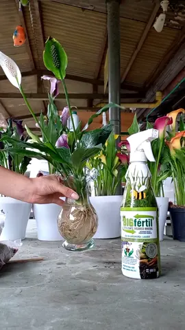 Plantas de agua ¿Cómo abonarlas?💦🪴 #plantasdeagua #cunademoises #parati #tulua #fertilizantes #abonos #recomendados #fypシ #followme #tendencias #tipsdeplantas #like #viral #tiktok #loveyou #duet #beautiful 