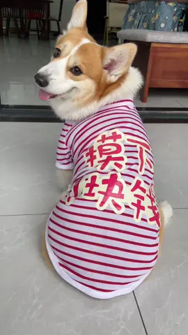 #corgi #corgipuppy #coegisoftiktok 