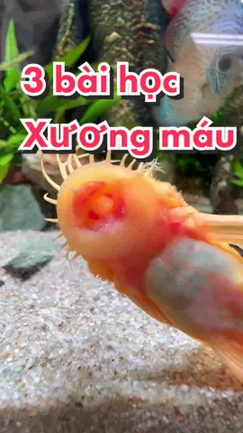 3 bài học xương máu khi nuôi dòng cá Pleco nói chung và cá Longfin cực quan trọng #thuysinh #cacanh #aquarium #fish #thuysinh4u #biozym #pleco #longfin 