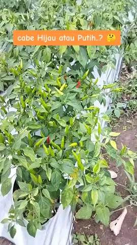bagusan budidaya cabe hijau atau Putih.?  #fyp #fypシ #caberawit #budidayacabe #petaniindonesia🇮🇩🇮🇩🇮🇩🌿🌿 #menanamcabe 