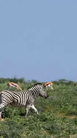 Beautiful stripped zebra herd in african bush. Etosha game reserve, Namibia, Africa safari wildlife. Wild animal in the nature habitat. This is Africa.